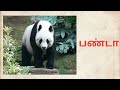 காட்டில் வாழும் மிருகங்கள் learn wild animals names in tamil kattu mirugankal kidz doo