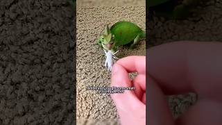 Surprisingly the chameleon brought the uncle an unexpected delingt#animals  #sho