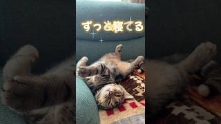 寝る子は育つ#癒やし猫 #猫のいる暮らし #みかん猫 #cat