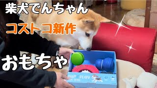 柴犬でんちゃん　コストコからまたまた新しいオモチャが発売してた☺