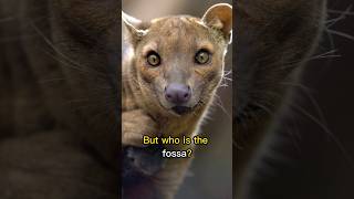 What is a FOSSA? #shorts