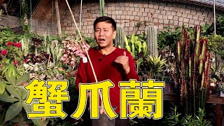 【養養養花花花】蟹爪蘭葉片全“瘦”了，做2個操作，葉片快速變飽滿，還能在開花