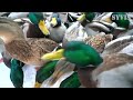 hungry arctic mallard duck hand feeding sessions can get a bit crowded 4k