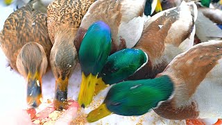 Hungry Arctic Mallard Duck Hand Feeding Sessions Can Get a Bit Crowded [4K]