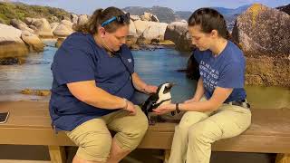 Learn About African Penguins