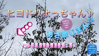 ヒヨドリよっちゃんの朝歌じまん☆ほか2本♪ 8月葉月(はづき)おはよう散歩2021