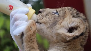 Baby Lions drink milk　ライオンの赤ちゃんミルクタイム ！12:15〜の①　WEB予約制の限定！ 富士サファリパークにて　 2020年8月21日