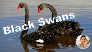 Black Swans | කළු හංසයන්ගේ සුන්දරත්වය