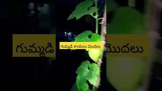 #plants #gardening #vegetableplants #gummadi