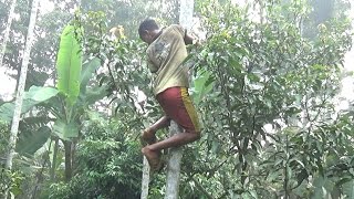 A Crazy Man Dangerously Climbed Up On Betel Nut Tree (Must See)