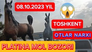 TOSHKENT PLATINA MOL BOZORI OTLAR NARXI 08.10.2023 YIL