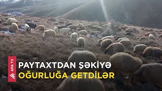 Otlaqdan heyvanları oğurlayıb icarəyə götürdükləri maşınla bazara apardılar – APA TV