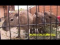 カピバラ　（赤穂動物ふれあい村篇）速報です