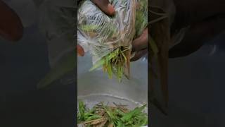 Cooking insects (grasshoppers) part 1 #food #culture #shorts