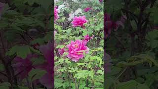 牡丹の花「新神楽」／PEONY FLOWER \