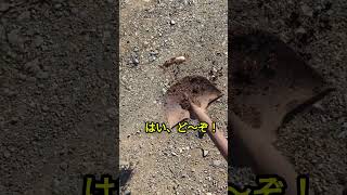 モズにカブトの幼虫を与えたらスルーされた　#shorts# #birds #百舌鳥