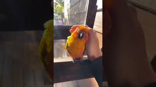 Cute sun conure...❤️❤️❤️