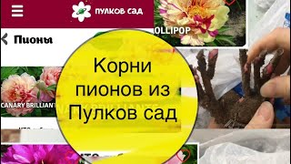 Корни пионов из Пулков сад