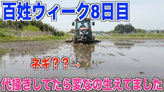 【代掻き】してたら変な草生えてました しぼっつぁの代掻き仕上げ 30代米作り奮闘記#65