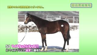 【2013育成馬展示会　調教映像】№52 マイアタックレディの11