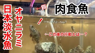 【淡水魚飼育】日本の肉食魚の餌の食べ方がすごすぎた【オヤニラミ】