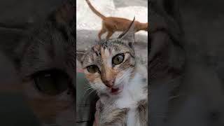 my cat" LOVED ME" very much🥰#subscribe #like #viewers #viral #trending #shorts #catsoftiktok #cat