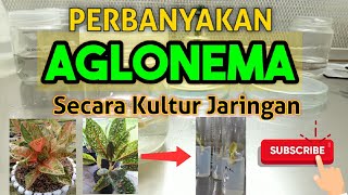 KULTUR JARINGAN AGLONEMA