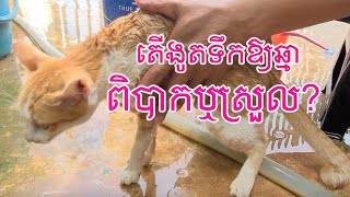 Bathe the cat ងូតទឹកឱ្យឆ្មាម្ដង