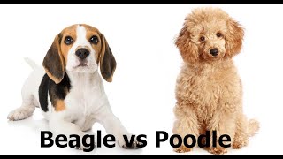 Poodle vs Beagle - Which Breed is Best For You