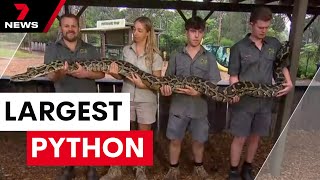Australian Reptile Park weighs its largest python | 7 News Australia
