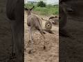 #animals #donkey #youtubeshorts #shortsfeed #shorts