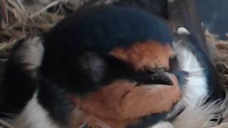 ツバメ観察日記-2017.05.06：ツバメのアップ（Swallow's nest making, child rearing, →Nesting！）