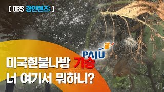 [obs 경인렌즈] 미국흰불나방 피해 확산/긴급 방제 나선 파주시/잎 갉아먹어 고사