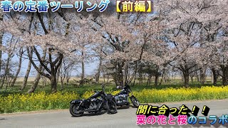 今シーズン３回目のツーリング〖前編〗菜の花と桜のコラボ【バイクショップのモトブログ】