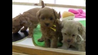 ミックス犬専門　ペットショップＡ－ワンで生まれました　20160222生まれ毛色がレッドで可愛いマルプーの3姉妹　　父ートイプードル（チビ）　母ーマルプー（あんず）　　女の子×3