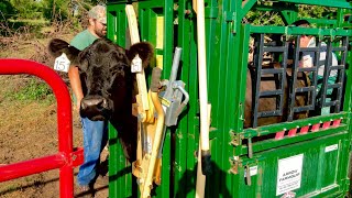 Preg Checking Cows and Hauling Rock