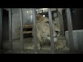 動物のごはん inのんほいパーク　ライオンのアースさん　lion meal in nonhoi park