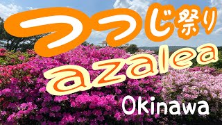 [沖縄] 🪴満開のつつじ園とやんばるの森🌴シダの群生🌿