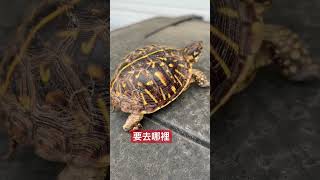 為什麼流浪#funnyvideos #fyp #pet #viral #love #宠物 #animals #箱龜#Box turtle