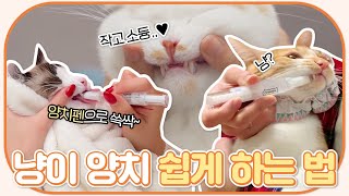 저는 고양이 양치 짱 쉽게 해줘요│양치 쉽게 하는 법, 저자극 (헨로포우 양치펜)