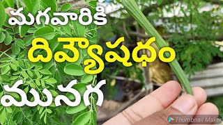 మునగ చెట్టు వల్ల కలిగే ప్రయోజనాలు |ఆరోగ్యపరంగా మునగ పువ్వు ప్రయోజనాలు munagaPuvvu benefits inTelugu