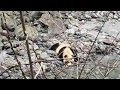 Wild giant panda drinking water, running into woods in southwest China