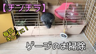 #15  【チンチラ】初心者チンチラ飼育！ゲージのお掃除風景を公開しちゃいます♪