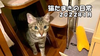 猫たまきの日常2022年1月