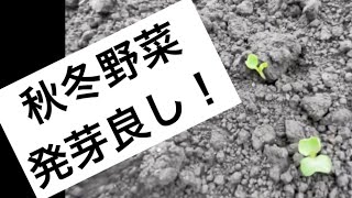 【発芽良好！】種蒔き 発芽 南部芭蕉菜 春うらら 南部赤長カブ 小岩井カブ 雉頭大根