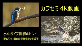 野鳥撮影　カワセミの朝食　ノーカット　ロングバージョン　水中ダイブ撮影のヒント　4K