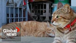 Australia's feral cat eradication program divides residents on Christmas Island