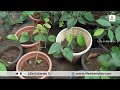 വീട്ടുമുറ്റത്ത് പൊന്ന് വിളയിക്കാം make peppers grow faster kerala black pepper cultivation