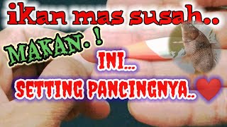 Setting Pancing ikan mas susah makan empang harian#settingpancing