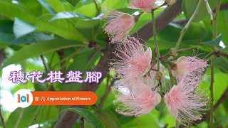 【賞花101】穗花棋盤腳 【Appreciation of Flowers 101】Common Putat